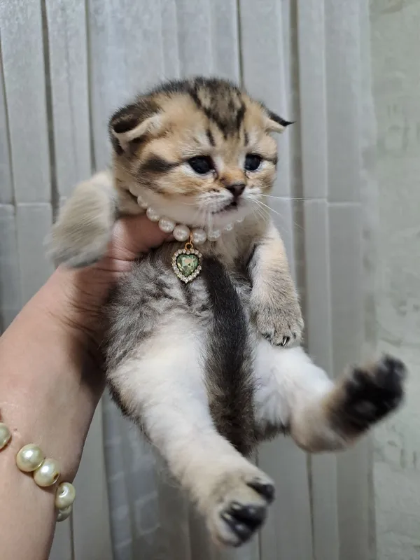 Продаются шикарные котята Скоттиш фолд золотая шиншилла — фото 2