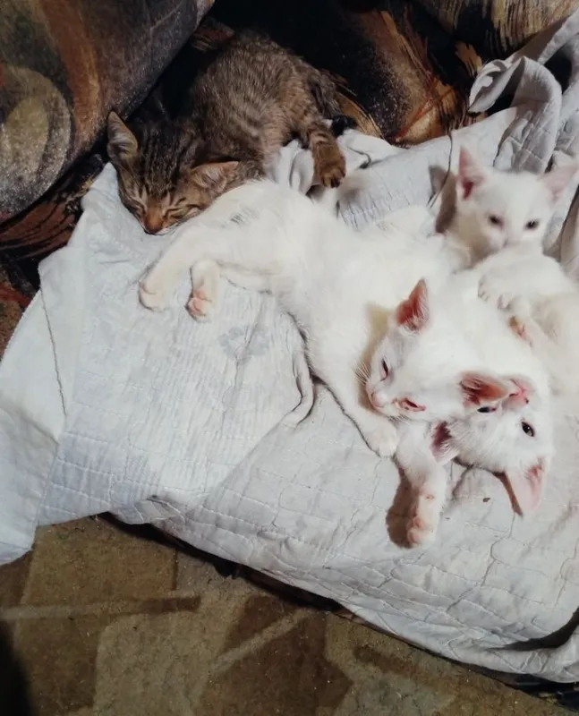 Котята наполовину вислоушки 5 Котята наполовину вислоушки 5