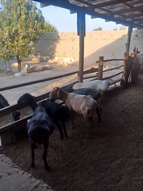 Ona bola isori sotiladi 6 Ona bola isori sotiladi 6