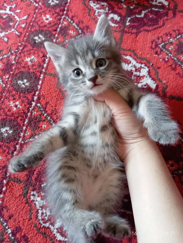 Котёнок продаётся Котёнок продаётся