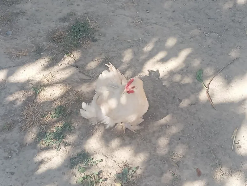 Yaponcha xoroz sotiladi 2
