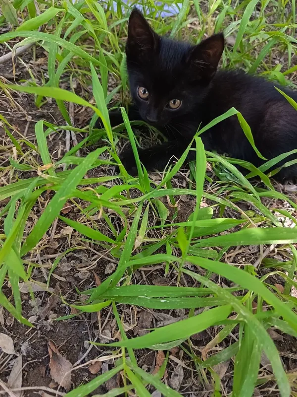 Черный маленький котик нуждается в хозяине Черный маленький котик нуждается в хозяине