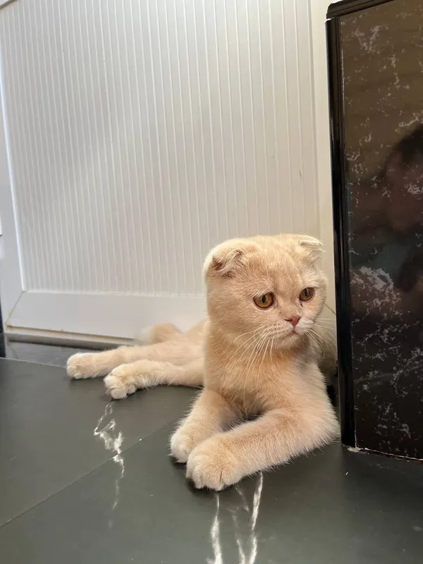 Продаётся Кот Шотландский фолд 1 Продаётся Кот Шотландский фолд 1