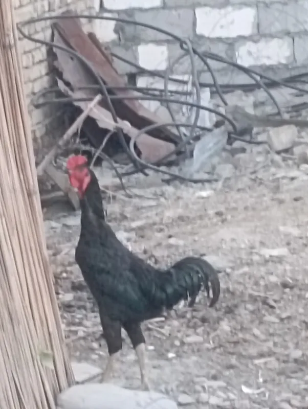 kulangi xòroz sotiladi 2 kulangi xòroz sotiladi 2