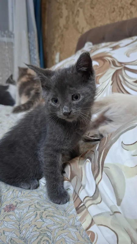 Отдам даром котят