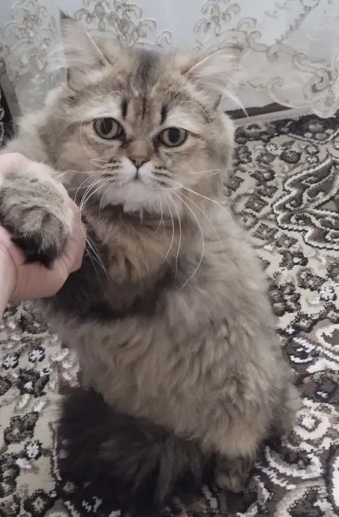 Golden Shaded Persian (Chinchilla) erkak mushuk, 1 yosh 1 Golden Shaded Persian (Chinchilla) erkak mushuk, 1 yosh 1