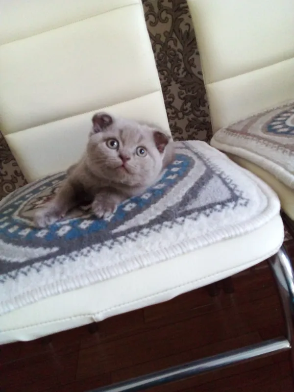 Катята Шотландский скоттиш пол-страйт, окрас Лиловый, мальчик. — фото 1