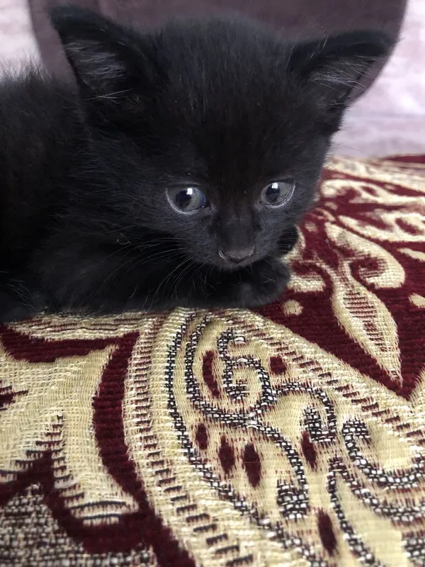 Все таких 3 они 1 месяцов скора им будеть 2 месяцов 1