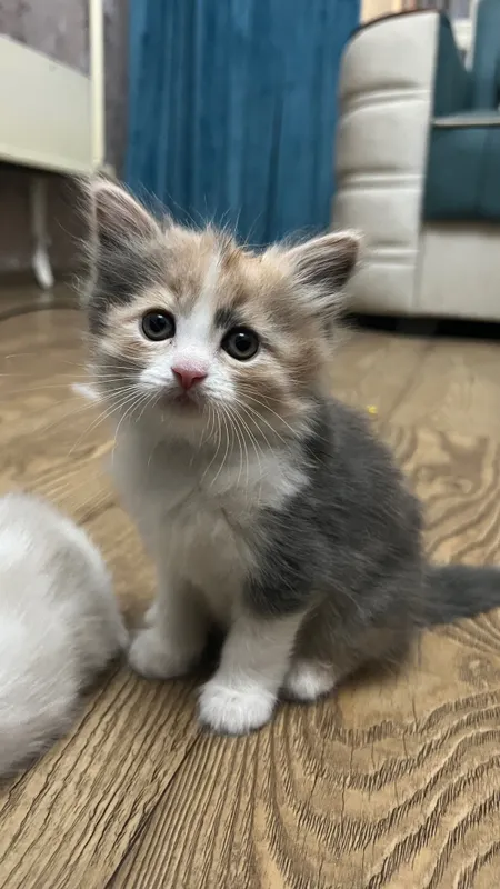 Продаются котята скоттиш страйт 5