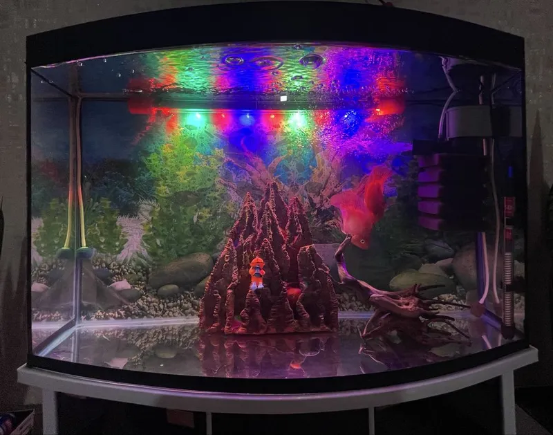 Akvarium tayyor holatda. Qo‘shimcha xarajatsiz ishlatasiz.