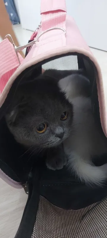 Кошка Веслоухая мама ребёнок