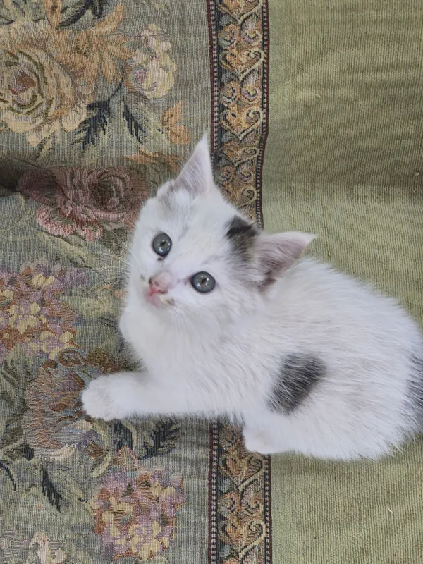 Котята бесплатно — фото 1