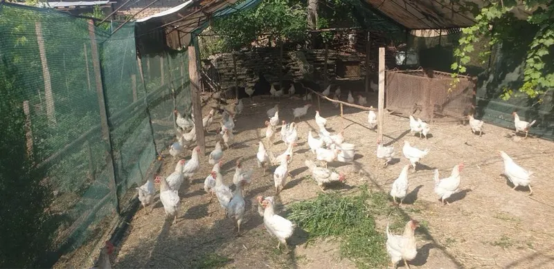 Tovuqlar sotuvda