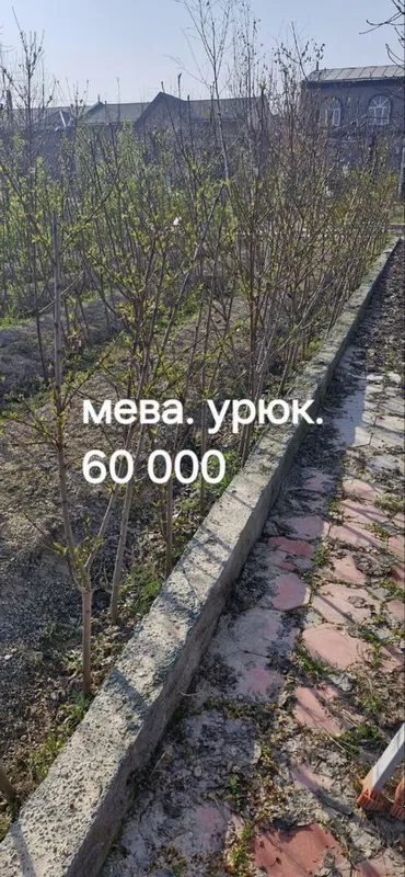 Дерево Урюк мева