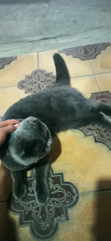 британская кошка