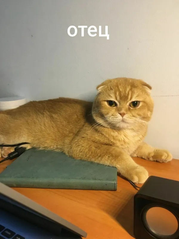 срочно Scottish fold va strait — фото 4