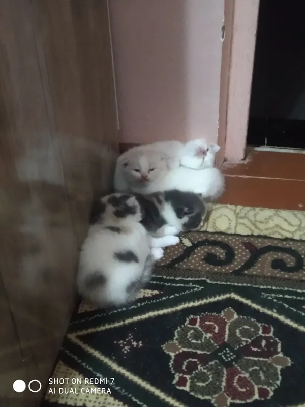 Mushukchalar sotiladi zottor 7 Mushukchalar sotiladi zottor 7