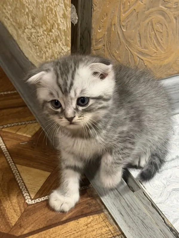Продаются шотланские котята скотиш фолд 5 Продаются шотланские котята скотиш фолд 5