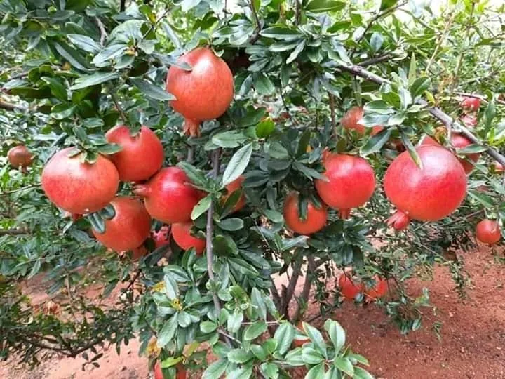 АНОР бедонак Анор туя анор кора анор 3 ёшли анорлар — фото 3