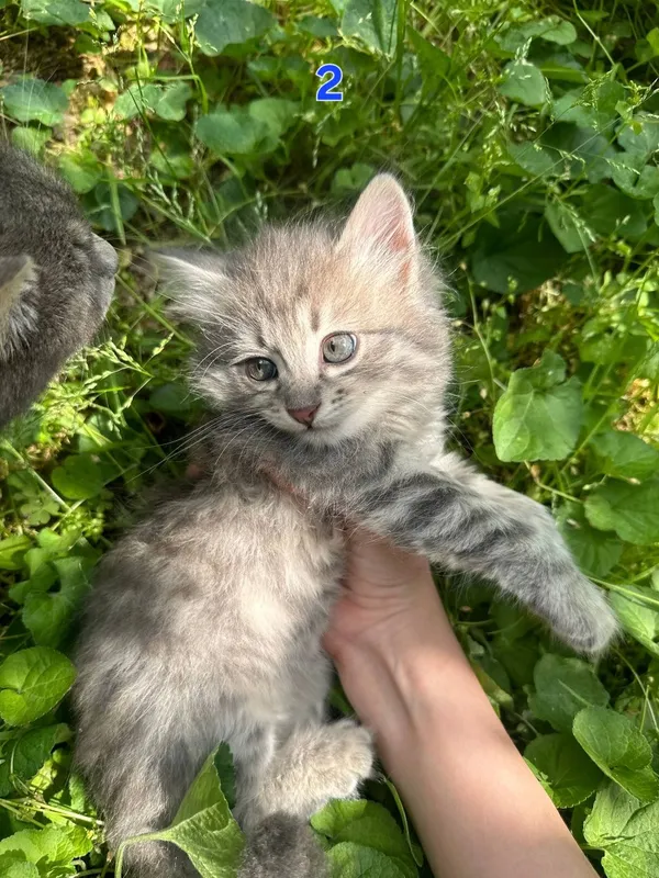 Котёнки 1,5 месячные, мальчики — фото 4