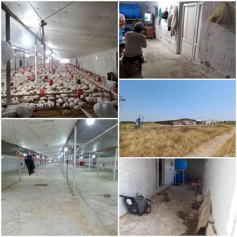 Tovuq xona 2 ta korpus 1000m² dan Tovuq xona 2 ta korpus 1000m² dan