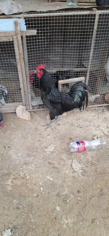 Qora zotdor horoz sotiladi 3 Qora zotdor horoz sotiladi 3