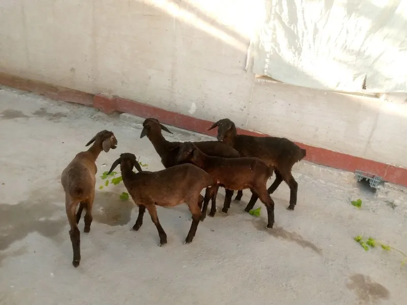 Qazoqi durraga barralar 2 Qazoqi durraga barralar 2