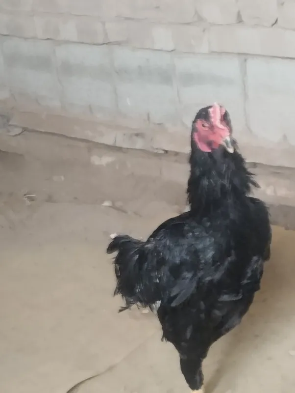 Mromr xóroz shomu tovuq qares xöro tuximi bor narxi 5oming