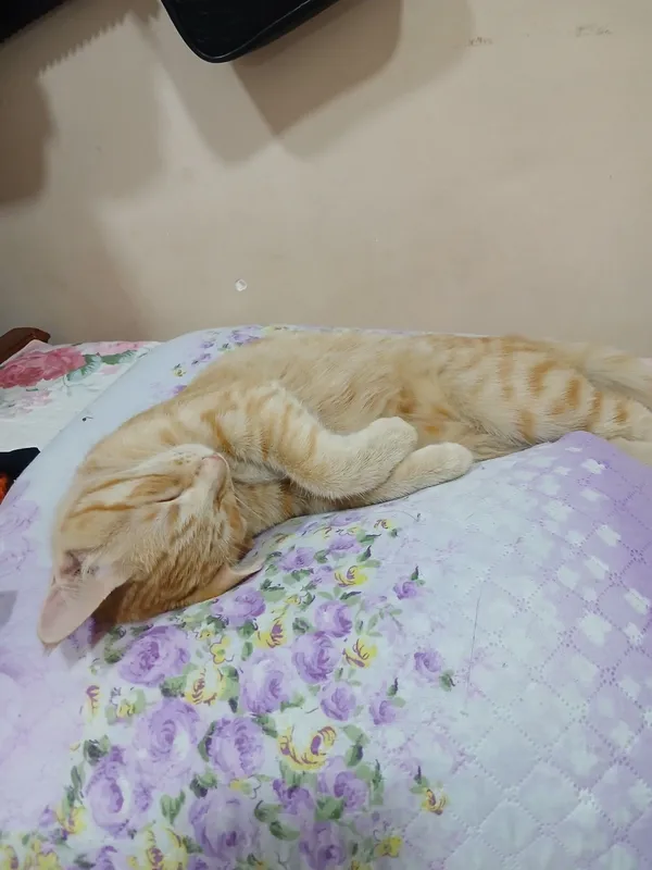 Котёнок бесплатно отдаётся в хорошие руки 6 Котёнок бесплатно отдаётся в хорошие руки 6