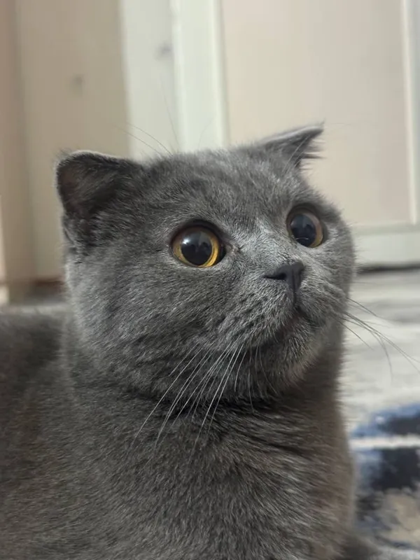 Scottish Fold . — фото 1