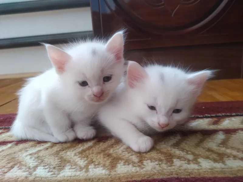 toza zotli mushuk