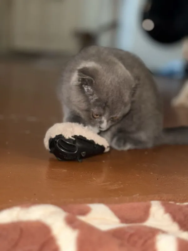 Скоттиш фолд 2.5 месяц 3 Скоттиш фолд 2.5 месяц 3