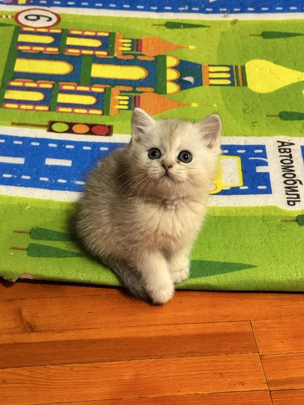 Продается девочка, скоттиш фолд