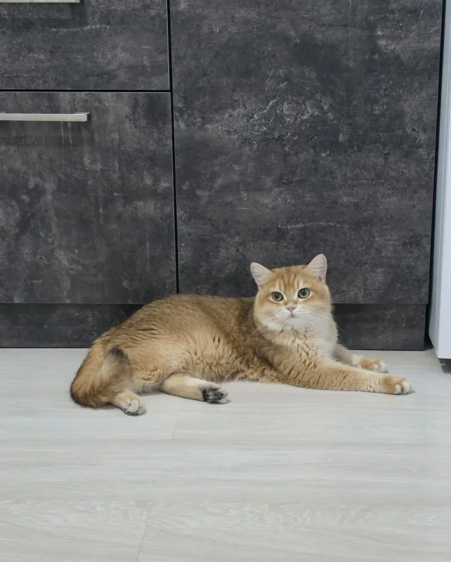 Британский скотиш страйт. 2 Британский скотиш страйт. 2