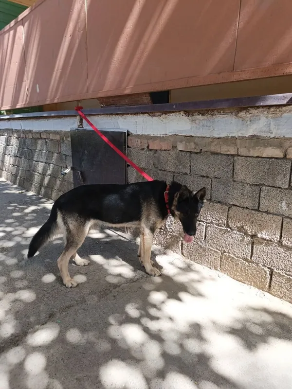 Sharqiy Yevropa ovcharkasi, erkak it, mehribon qo‘llarga beriladi 4 Sharqiy Yevropa ovcharkasi, erkak it, mehribon qo‘llarga beriladi 4