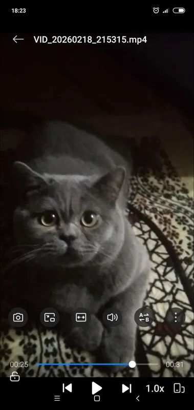 скотиш страйт шотландский 1