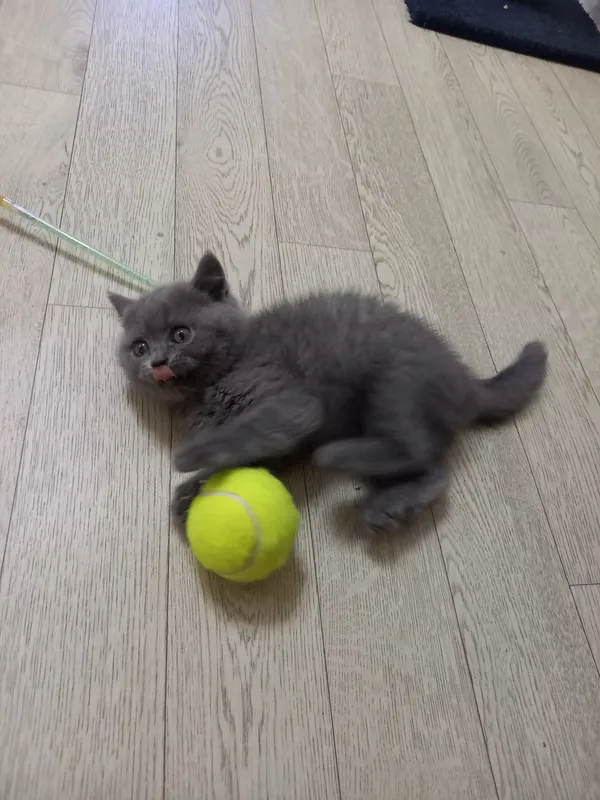 Котята голубого окраса — фото 2 Котята голубого окраса — фото 2
