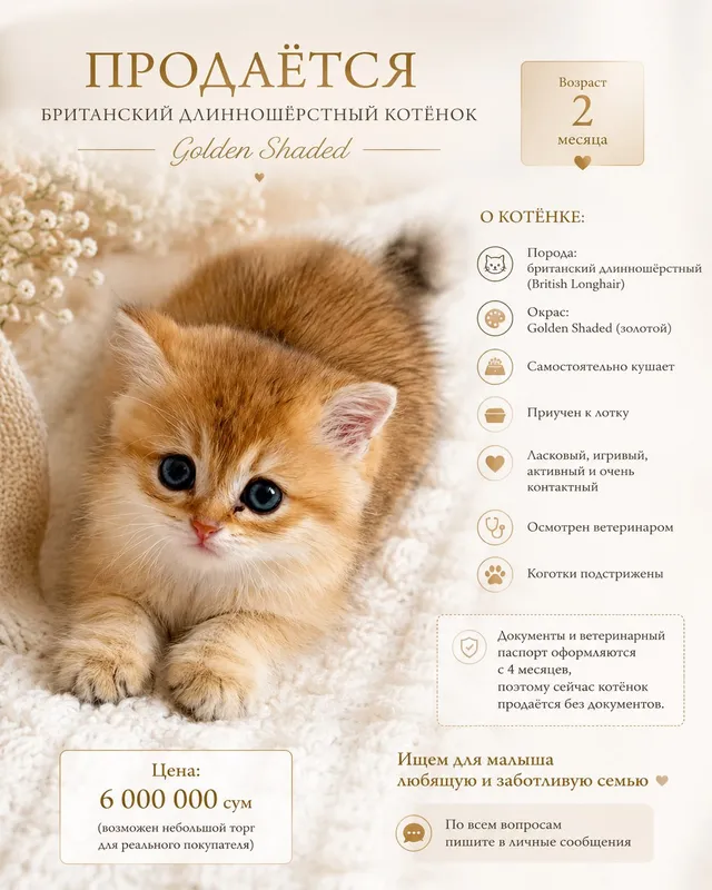 Британский котёнок Golden Shaded, 2 месяца Британский котёнок Golden Shaded, 2 месяца