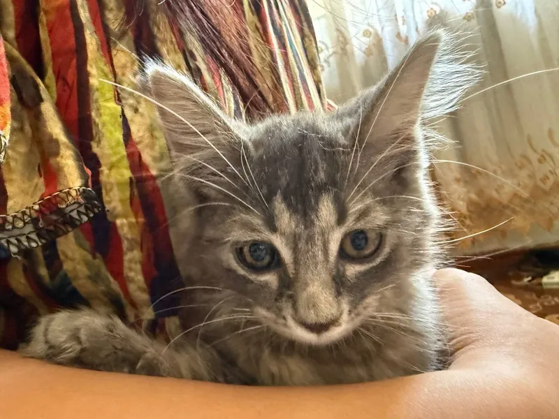 кошка 4