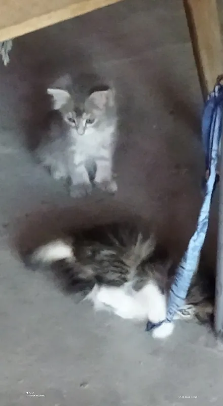 Котята в добрые руки — фото 1