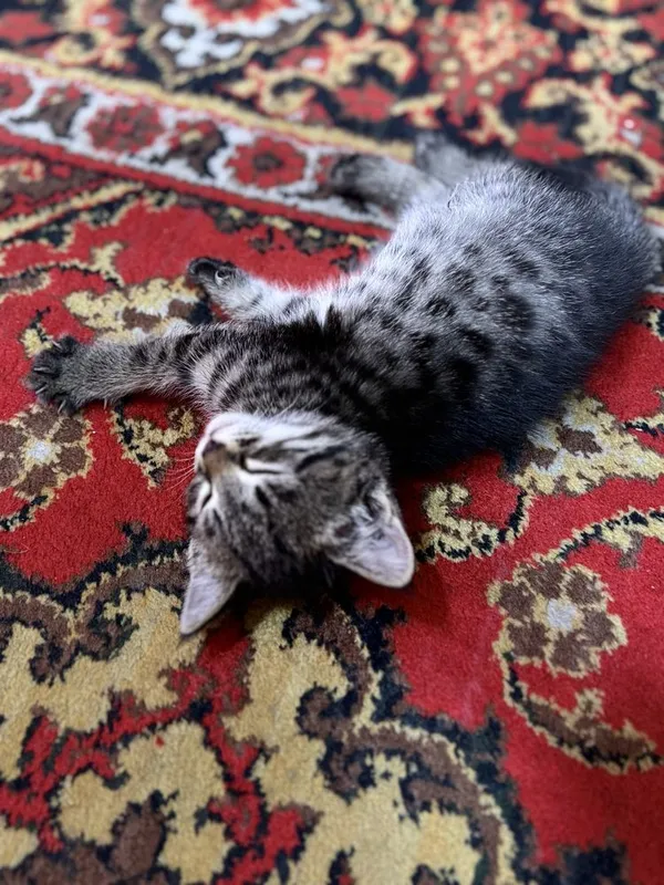 котёнок 2 месяца