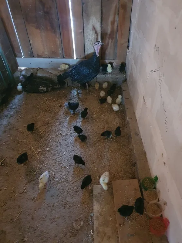 Ona kurka tovuq jo'jalari bilan 2 Ona kurka tovuq jo'jalari bilan 2