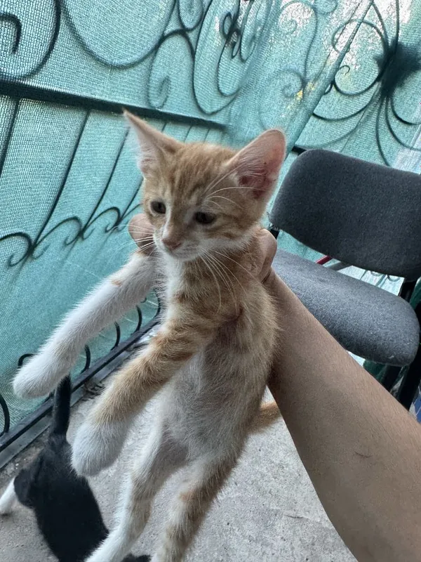 Отдам котят бесплатно 1