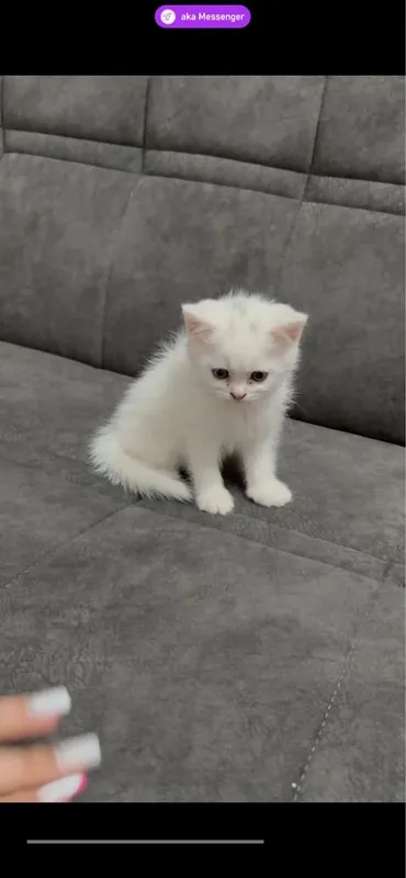 Skottish fold mushuk кошка — фото 1