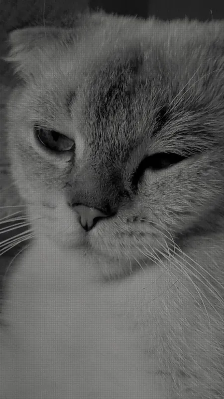 scottish fold mushugi 4 scottish fold mushugi 4