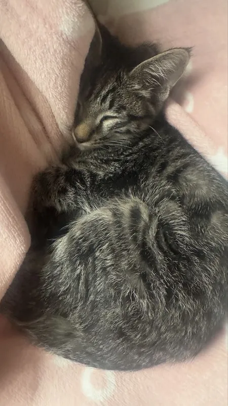 Ищу для кота добрые руки