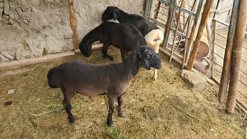 Qo'chqorlar sotiladi