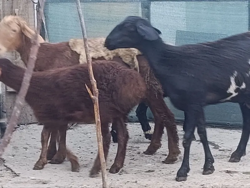 qoy onabola . 2