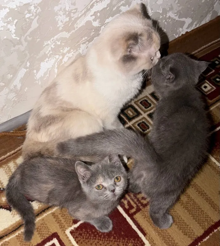 Очаровательные котята ищут любящих хозяев! 5 Очаровательные котята ищут любящих хозяев! 5