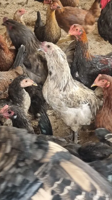 Дамашни хурозлар 1 Дамашни хурозлар 1